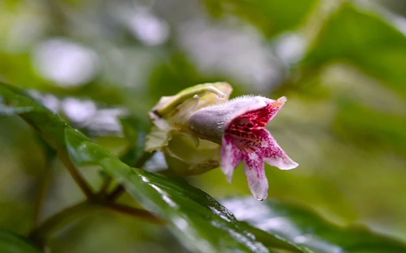 What Western Travelers Get Wrong About China Wildflower Conservation