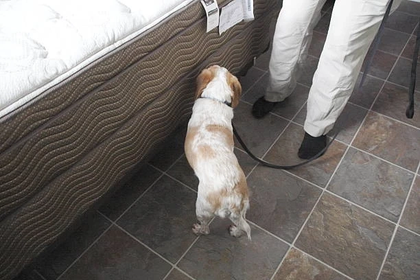 K9 Bed Bug Detection Cleveland–Fast and Reliable Infestation Detection