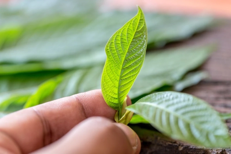 Kratom Benefits & Precautions: What to Know