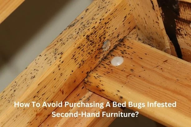 How To Avoid Purchasing A Bed Bugs Infested Second-Hand Furniture?