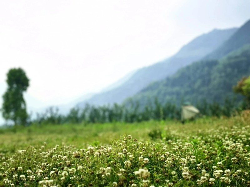 Trekking the Valley of Flowers: A Guide from Delhi