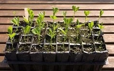 Purple Punch Trees Sixty Clones