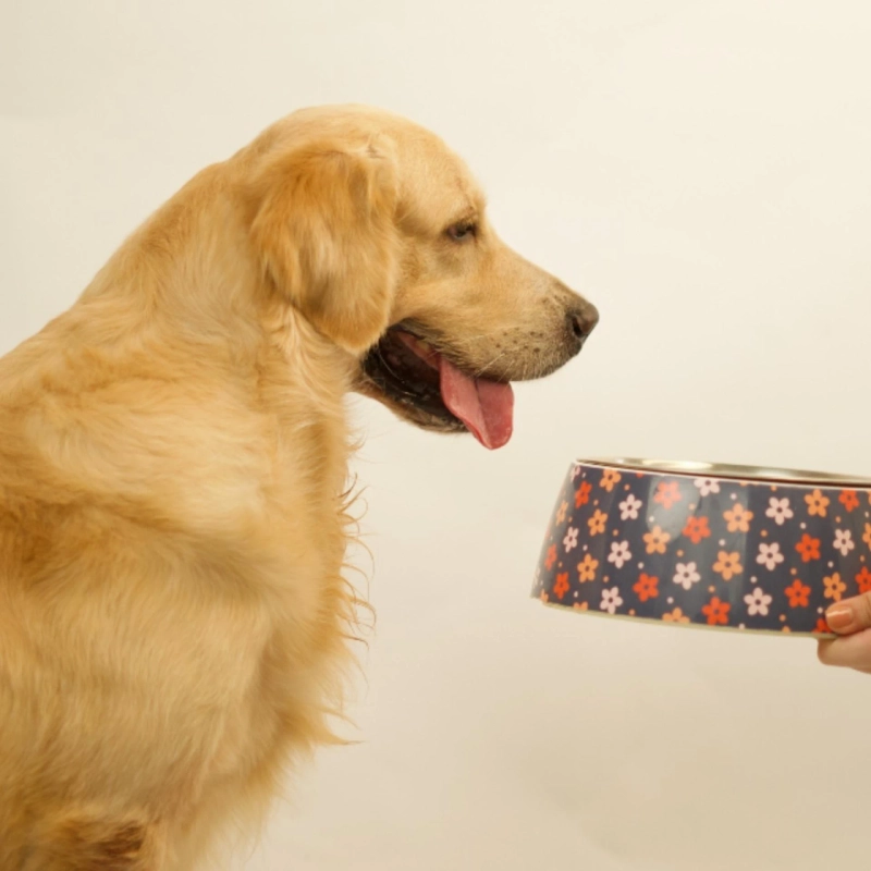 How Online Fresh Dog Food Is Transforming Meal Planning for Multi-Dog Households