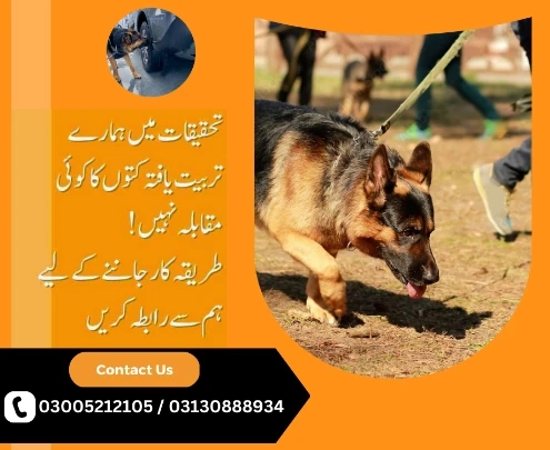 Unleashing beat Heroes The Army Dog Center near me Bolchistan