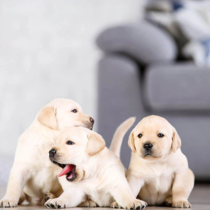 Bringing a Bernedoodle Puppy Home: Things to Know Beforehand