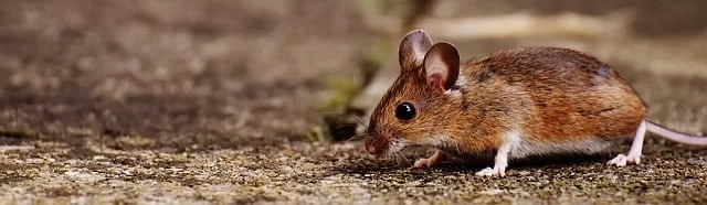 Animal Model Market, Get Market Research, Business Risk & Industry Analysis Reports 2027