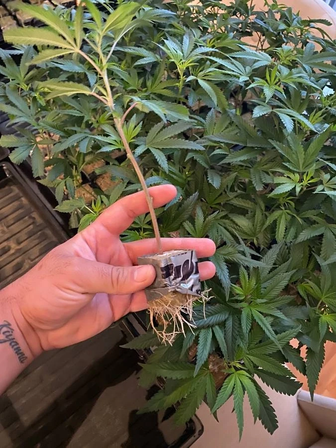 Skywalker Og clones treessixty