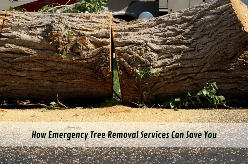 How Emergency Tree Removal Services Can Save You