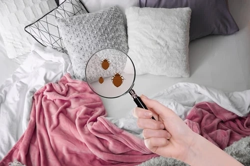 Bed Bug FAQ: Everything You Need To Know