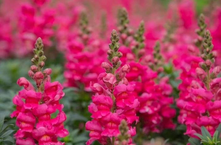 A Guide to July Birth Month Flowers