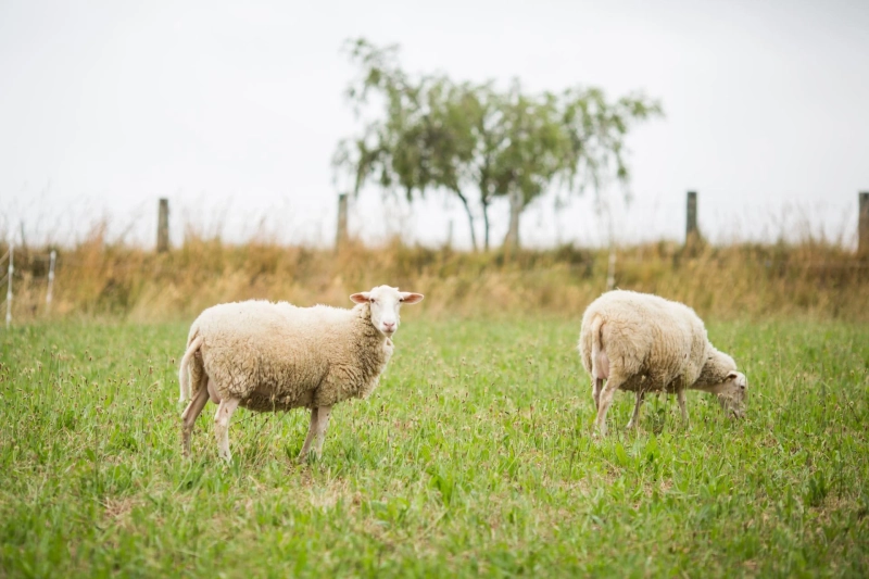 Exploring Sheep Farming at Elly’s Acres – A Leading Farm in Upstate New York