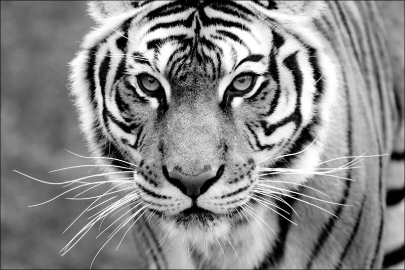 Tigress T-114 Became A Mother For The First Time In Ranthambore