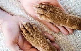 Pet Hydrotherapy Singapore