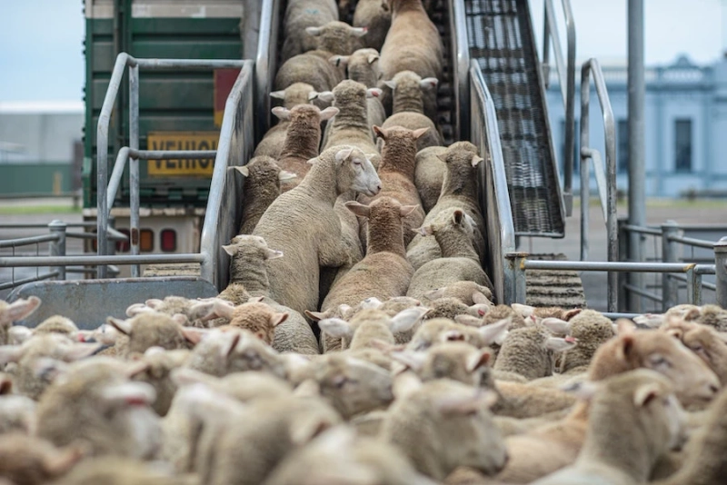 5 Pieces of Must-Have Sheep Handling Equipment