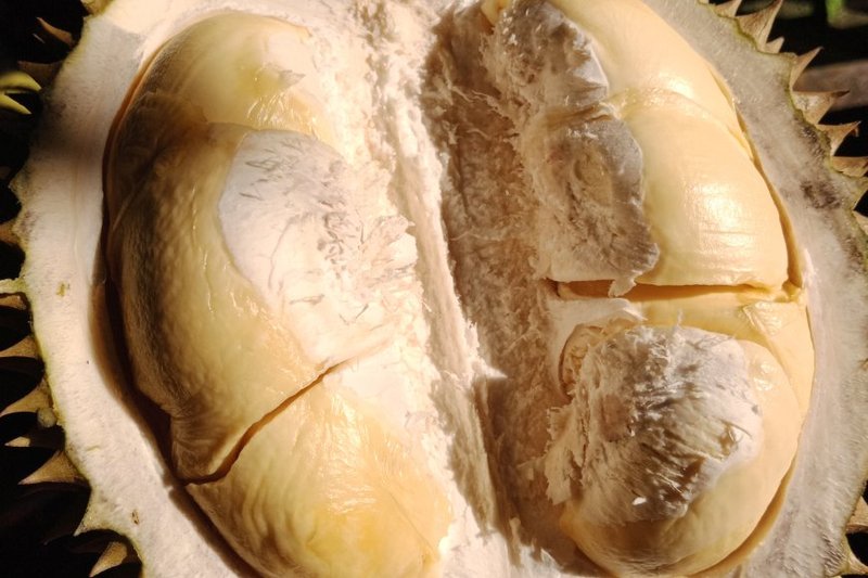Tips Memilih Durian Agar Tidak Zonk
