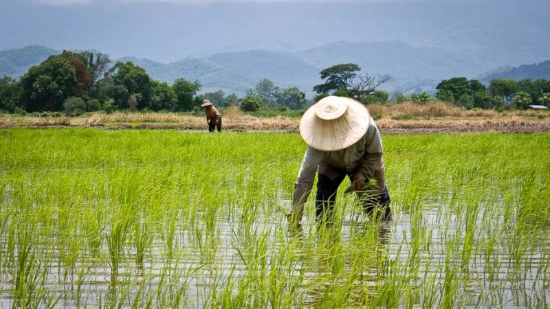 Rice Farming in India Nurture the Grain That Sustains a Nation