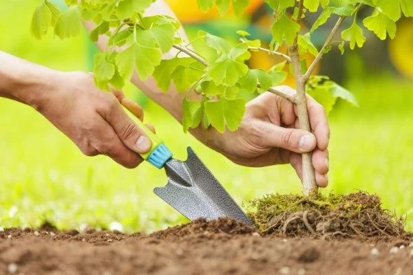 What are some helpful tips for keeping your tree roots healthy and safe?