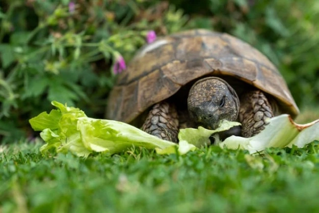 Why Do People Keep Reptiles?