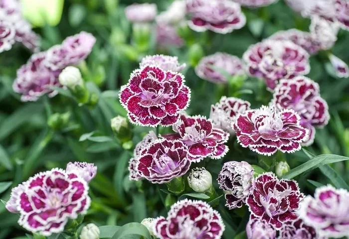 Standard Carnations Spiritual Meaning and Symbolism
