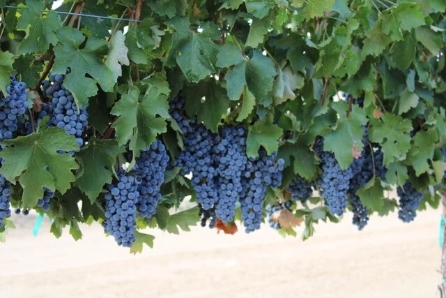 The Art Of Winemaking At Lotta Vineyard: From Grape To Glass