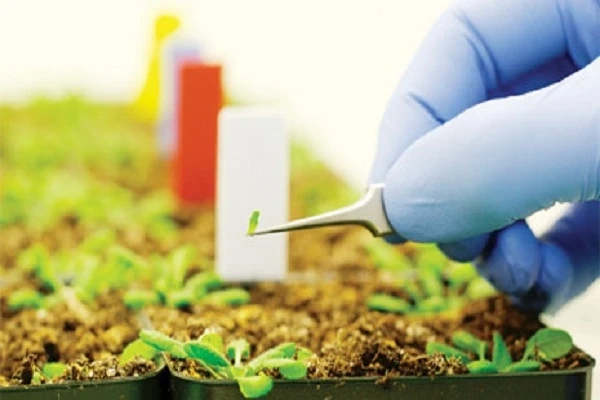 There Are Various Types Of Genetically Modified Organisms (GMO) Found In Bioengineered Food