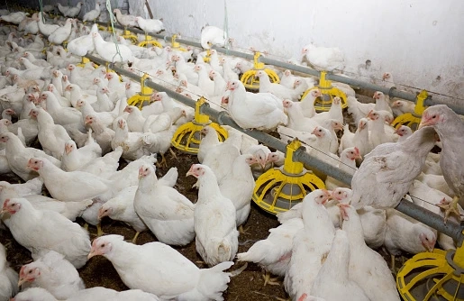 Tips to get update about Broiler Rates