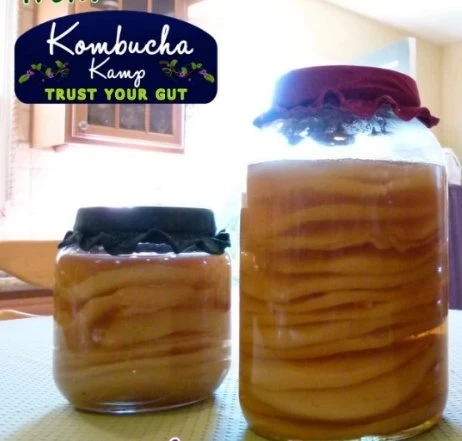Kombucha And Water Kefir Recipes