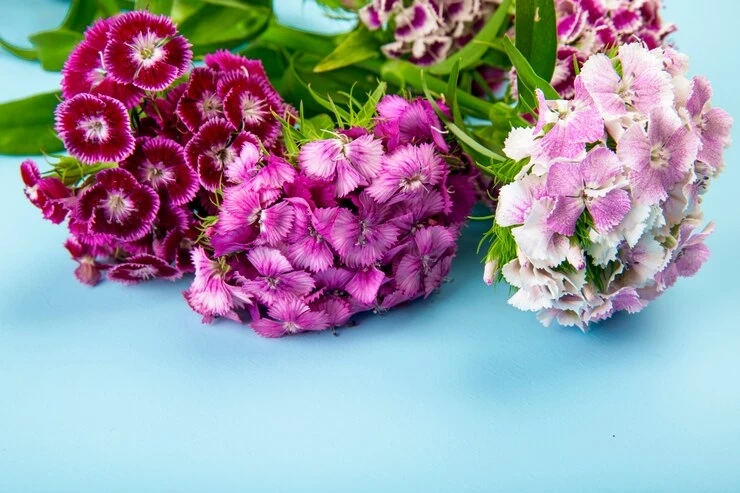 A Guide to September Birth Month Flowers