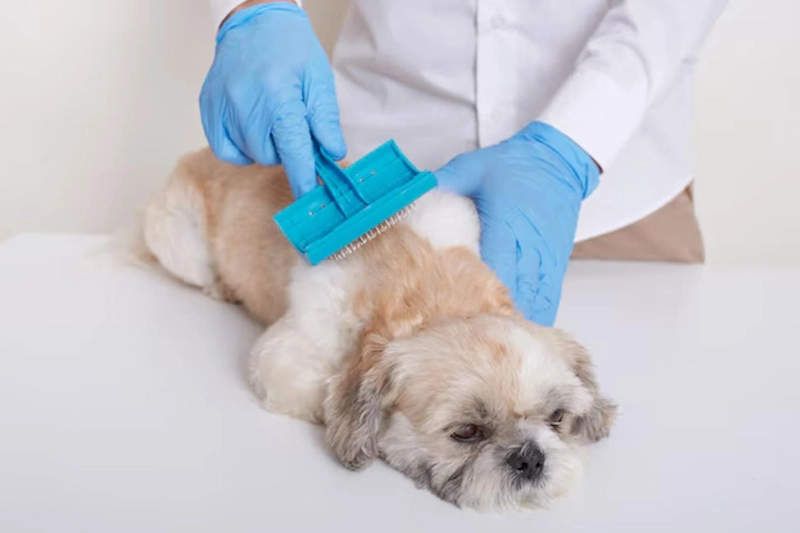 Furminator Treatment for Dogs with Thick Coats