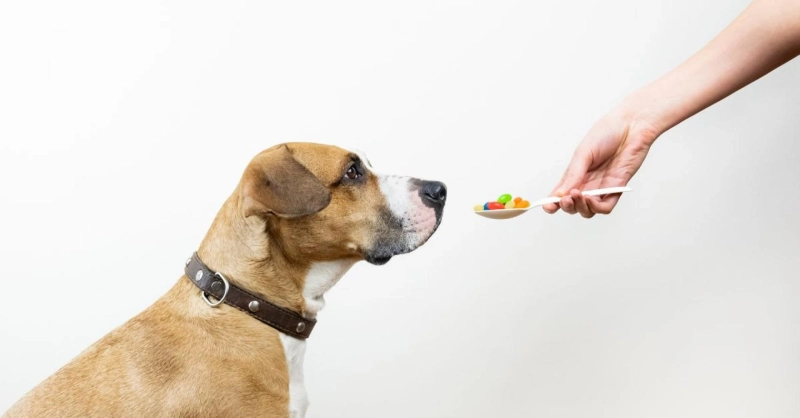 Benefits Of Vitamin And Mineral Supplements In Pets