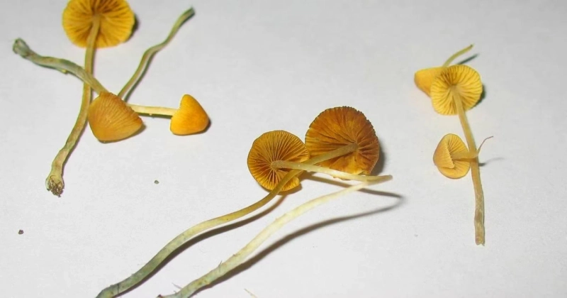 5 Best Magic Mushroom Strains For Therapy
