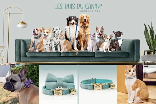Celebrate Your Pet’s Personality with Stylish Everyday Accessories