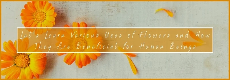 Let's Learn Various Uses of Flowers and How They Are Beneficial for Human Beings