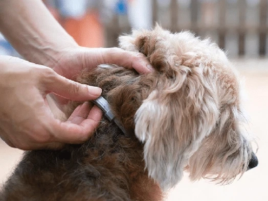 Are Tick And Flea Collars Safe?