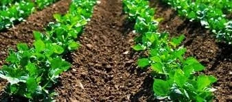 Bio-Fertilizers Market Report By Method, Application And By Regions – Industry Trends, Size, Share,