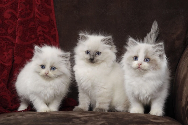 Ragdoll Kittens for Sale – Soft, Sweet & Social