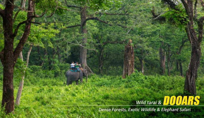 Dooars Tour Package from Kolkata – A Gateway to the Wild Green Paradise