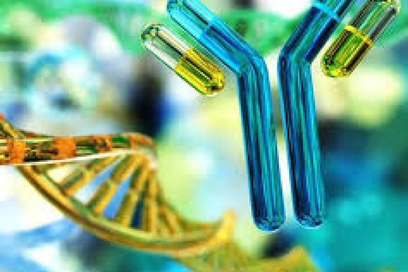 Precision Solutions: Custom Antibody Production Tailored to Your Research Needs