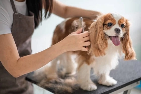 Top Tips to Find the Best Dog Groomers in Seminole for Your Pet