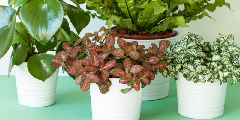 Highly Suggested Low Maintenance Office Plants | Decor La Rouge | Interior Design Agency