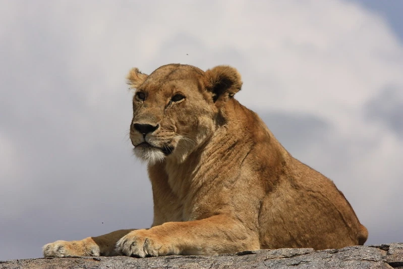 Strengthening Patrol To Prevent The Fall Of Lion’s Numbers Around Gir Forest