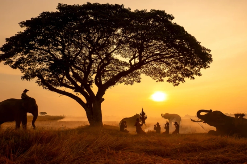 Experience the Magic of a Kosher Safari