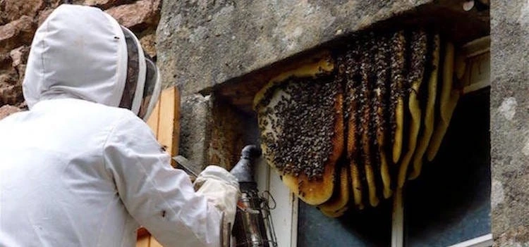 The Best Eco-Friendly Solutions for Hornet Control in Stamford 