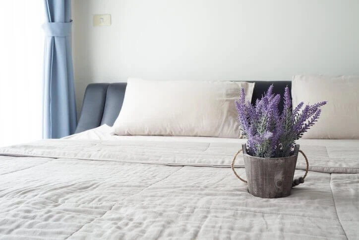 Best Plants for Sleep: Let Your Bedroom Plants Lull You to Sleep
