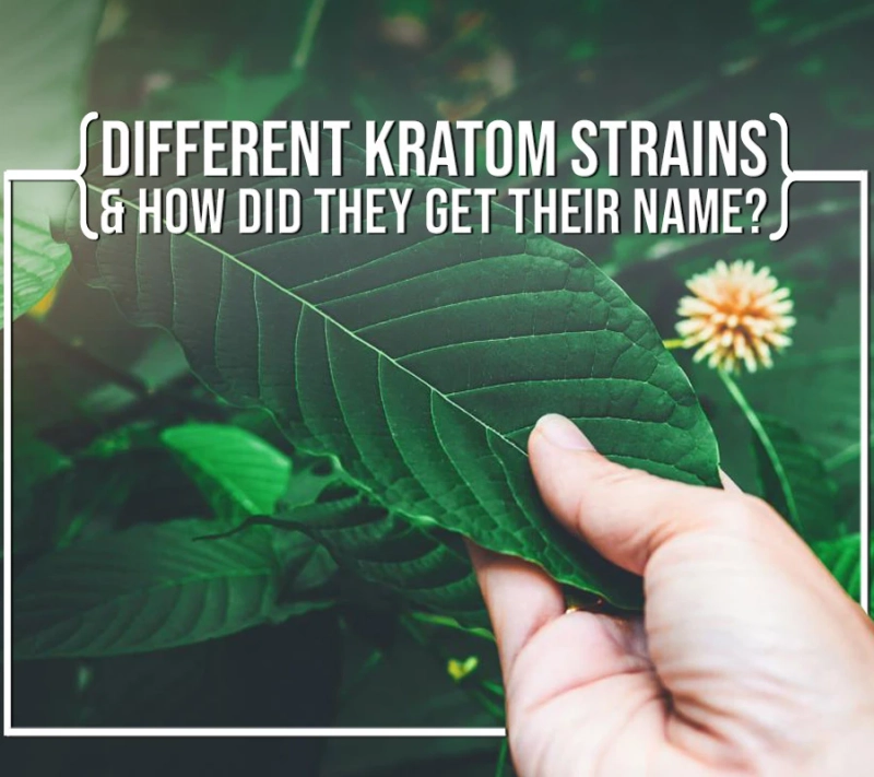 Different Kratom Strains & How Did They Get Their Names?