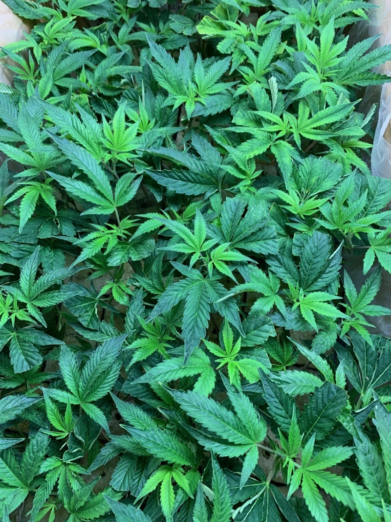Petro Chem Clones San Jose Hempplantnursery