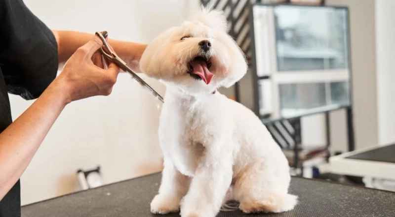 Why Regular Grooming Matters for Happier and Healthier Pets