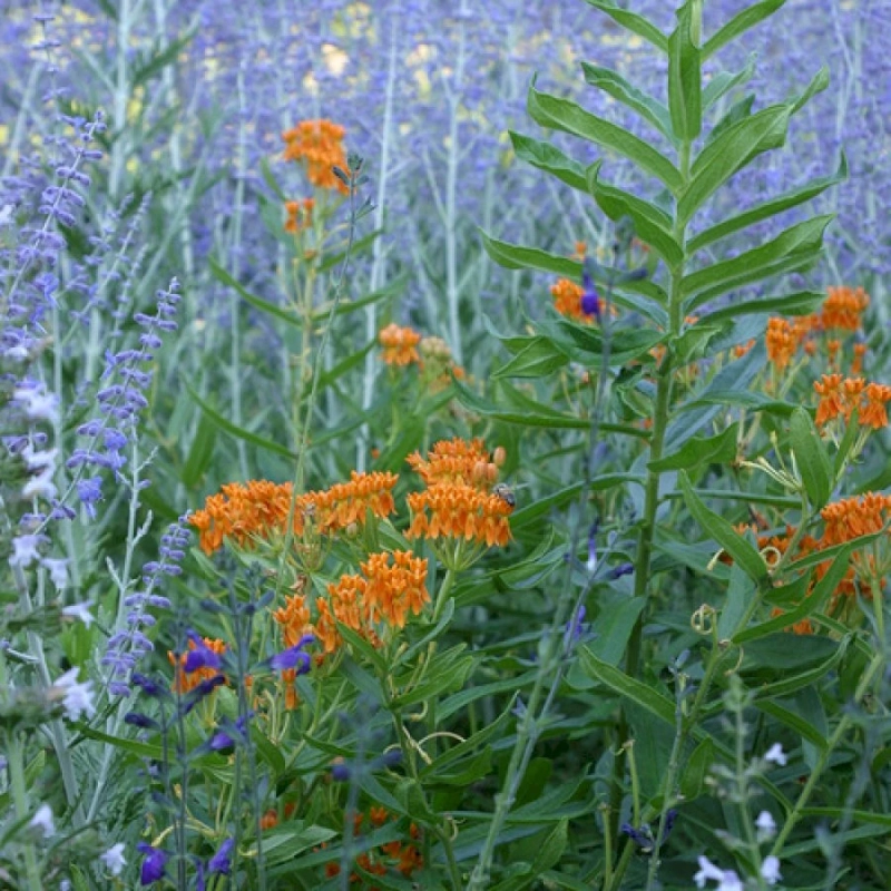 Water-Wise Tips for the Heat of Summer