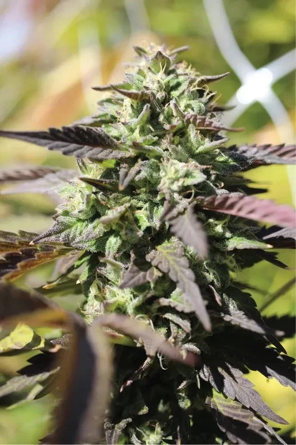 Magic Melon Autoflower: Benefits of Picking Cannabis Online