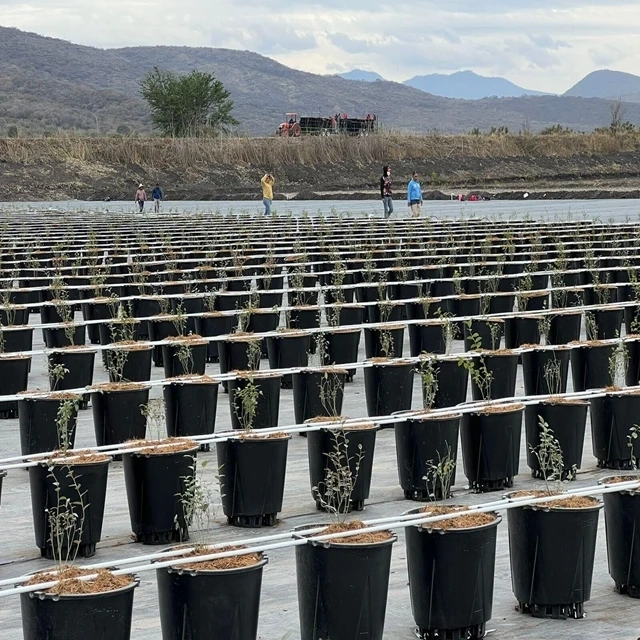 Differences Between Growing Blueberries in Plastic Buckets and Ground Planting